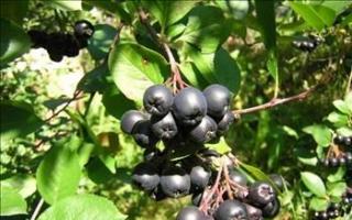 Черноплодная рябина, заготовки на зиму: самые вкусные и простые рецепты Как хранить черноплодную рябину в домашних условиях
