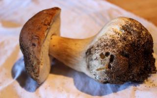 Калорийность белых грибов вареных, жареных, маринованных и грибного супа Калорийность белых грибов