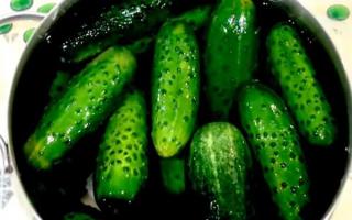 Хрустящие малосольные огурцы — простые и вкусные рецепты Легкий рецепт малосольных огурцов