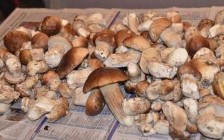 Как сушить белые грибы, подосиновики и подберезовики Сушить подберезовики в духовке